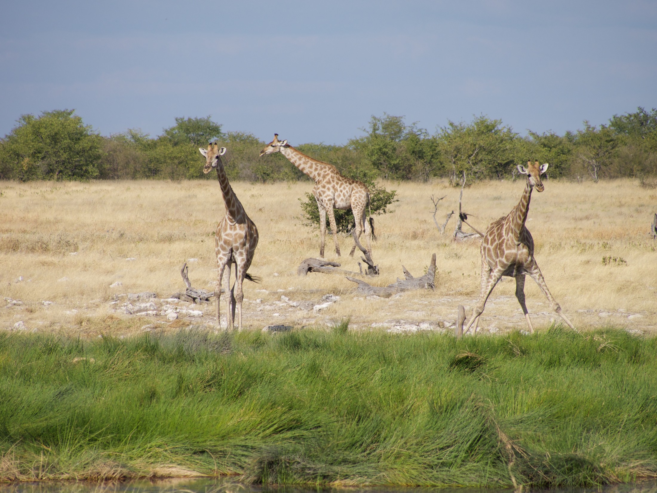 Etosha National Park - Namibia. | Etosha National Park in Namibia