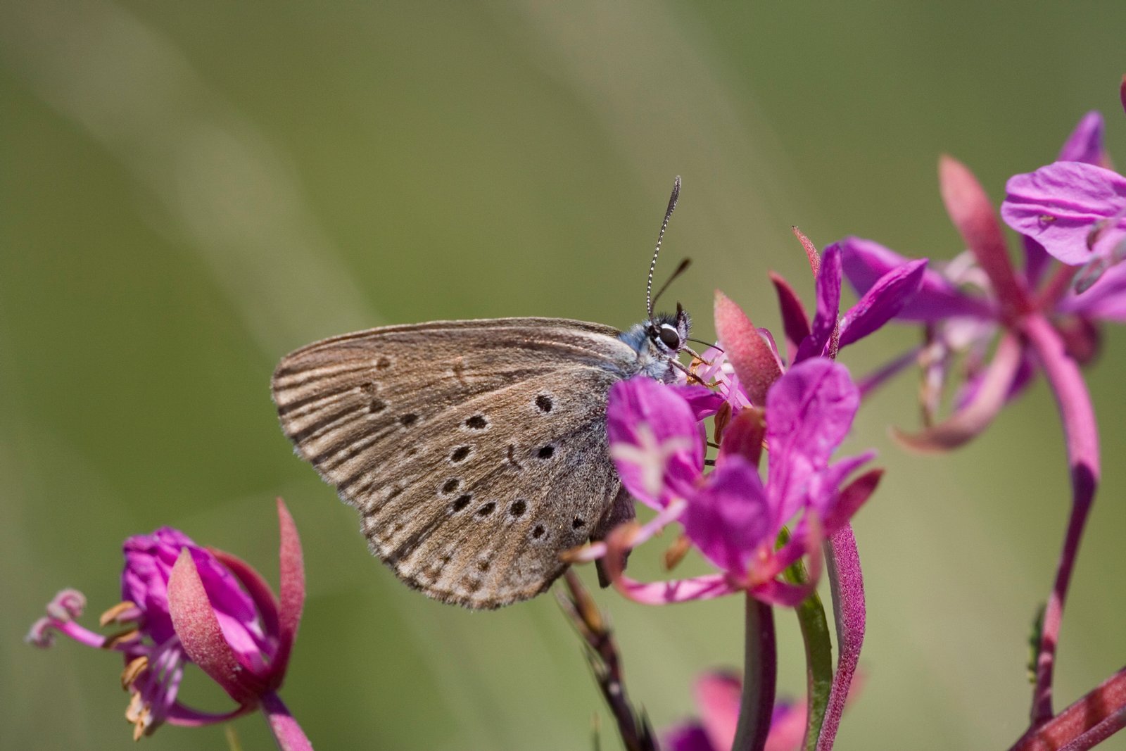 Glaucopsyche alcon | Plitvice Lakes National Park in Croatia