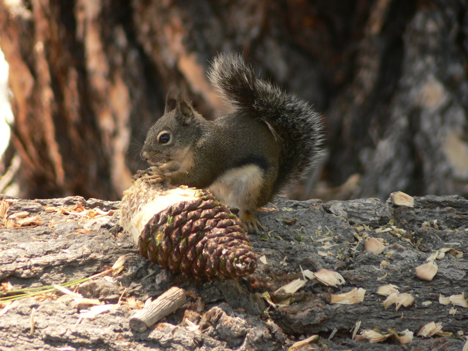 Yosemite National Park | Yosemite National Park in United States