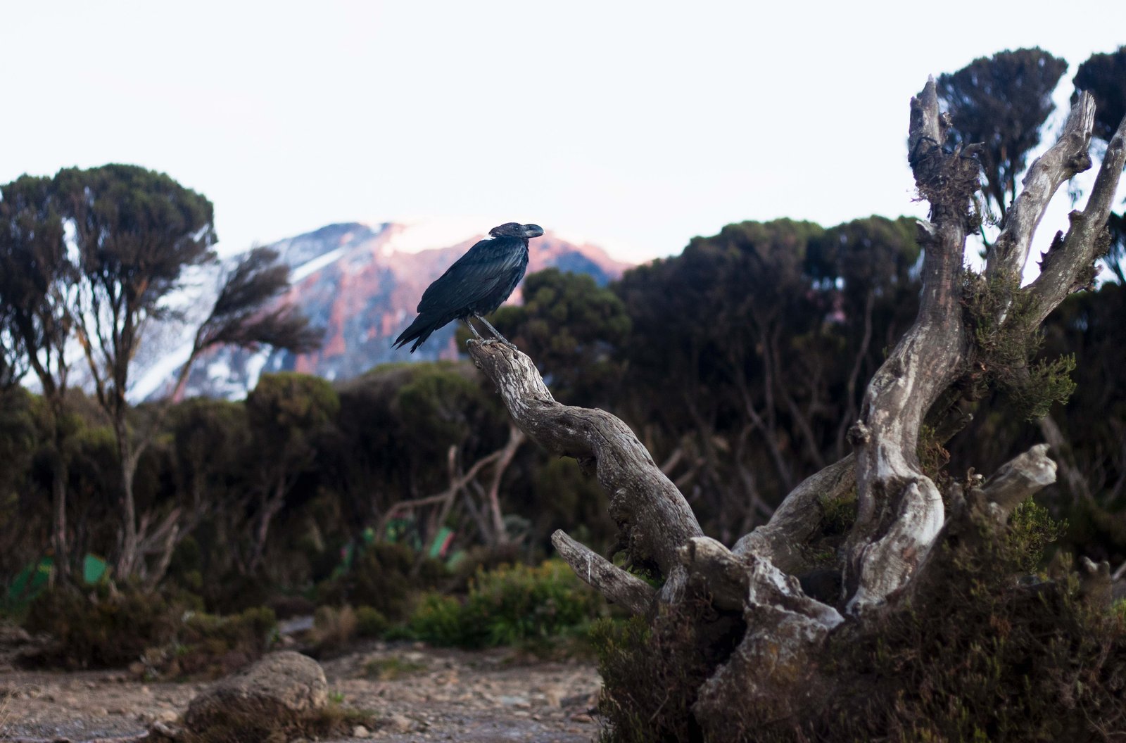White-necked raven (Corvus albicollis) in the Kilimanjaro jungle. The Kibo volcano is visible on the background. (2019) | Kilimanjaro National Park in Tanzania