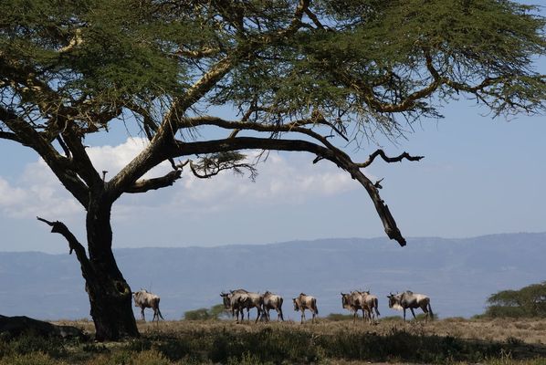 Wildebeest gather under an acacia tree | Naivasha in Kenya