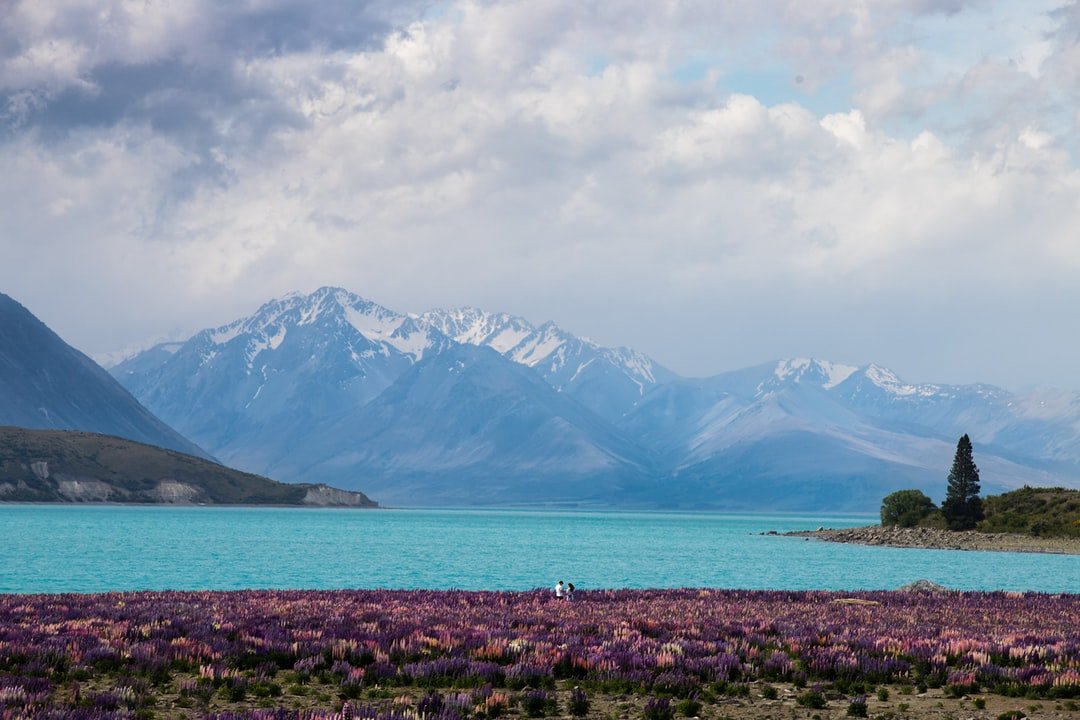 A couple stand among the lupine at Lake Tekapo, NZ. | Lake Tekapo in New Zealand