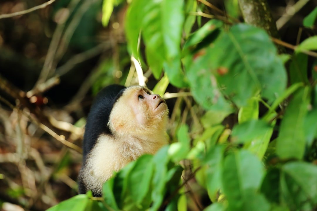 Panamanian white faced monkey looking up | Manuel Antonio National Park in Costa Rica