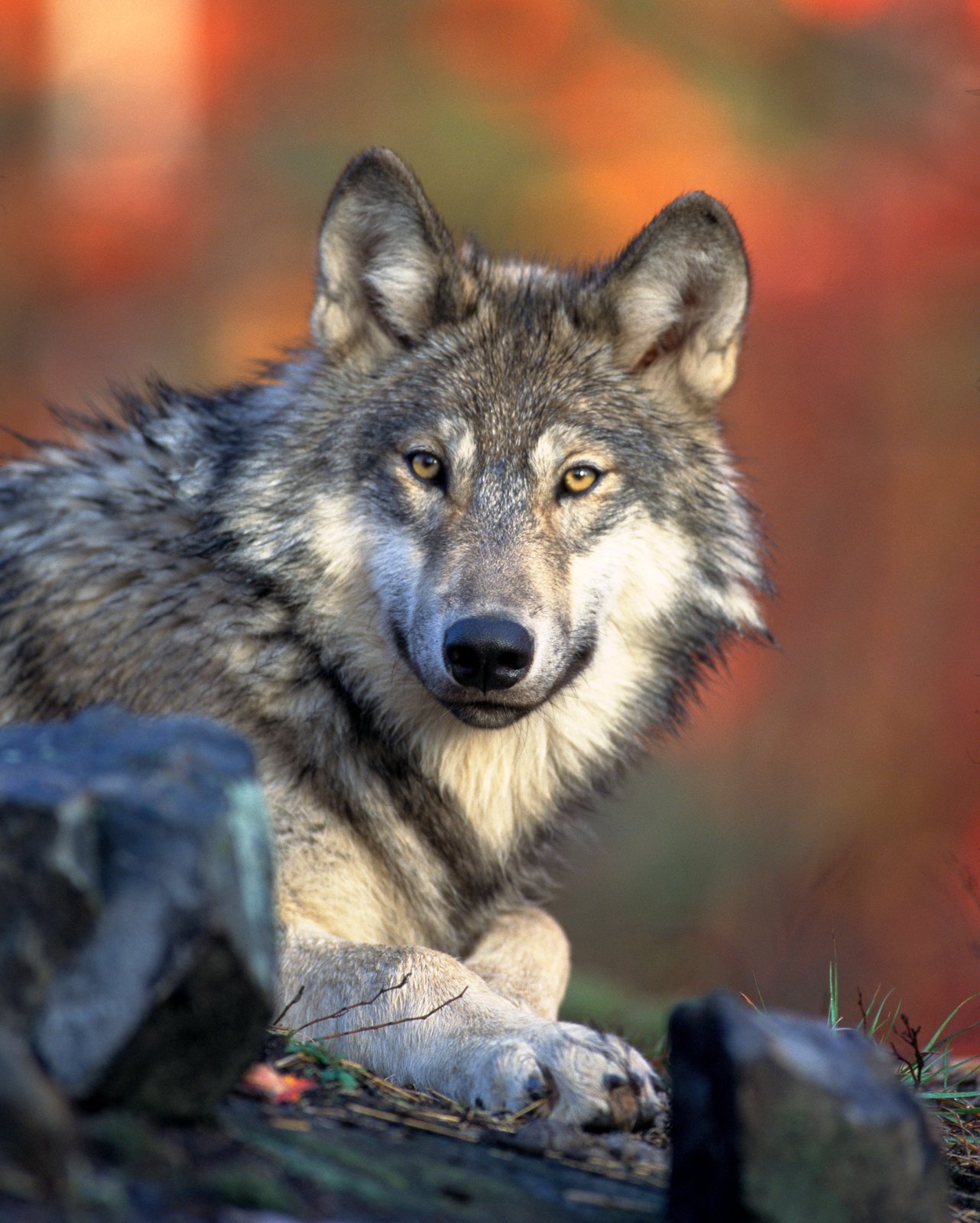 Gray wolf. | Banff National Park in Canada