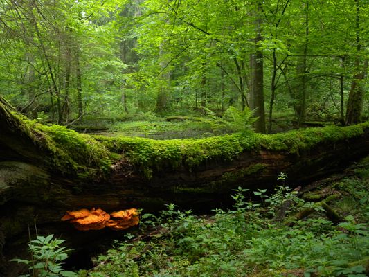 Białowieża National Park