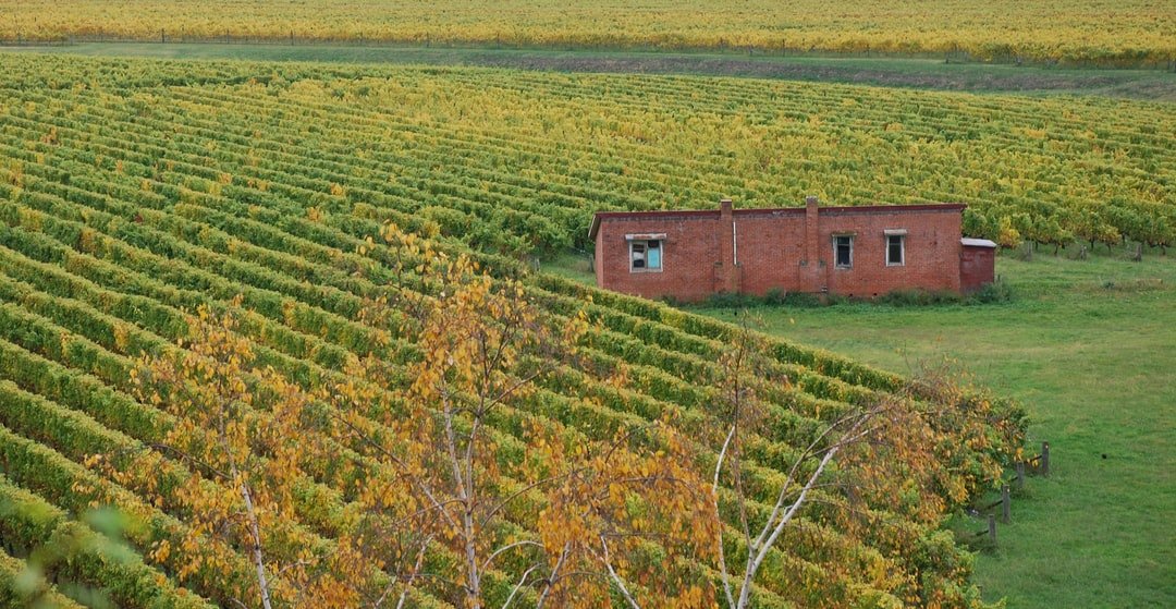 New Zealand has long been known for its high quality wine and its high quality scenery. Here is a photo showing the fusion of a world renowned vineyard with unrivalled nature.  | Napier in New Zealand