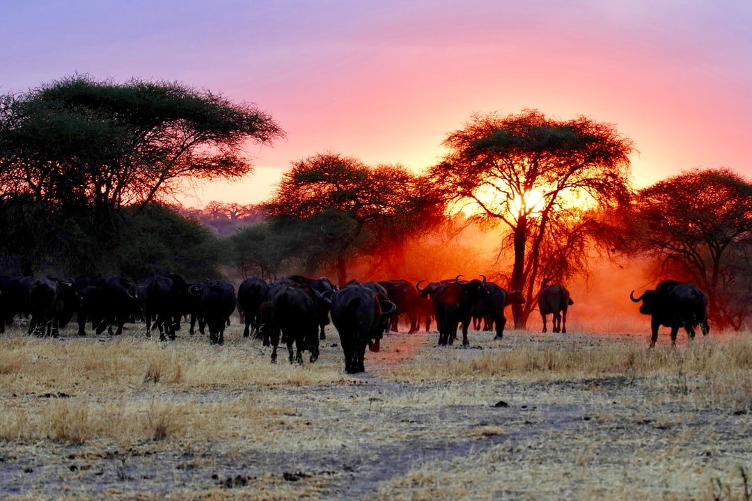 Description of Sunset in Tarangire | Serengeti National Park in Tanzania